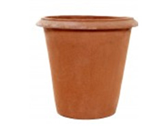  Plain  Camelia - Terracotta Pot